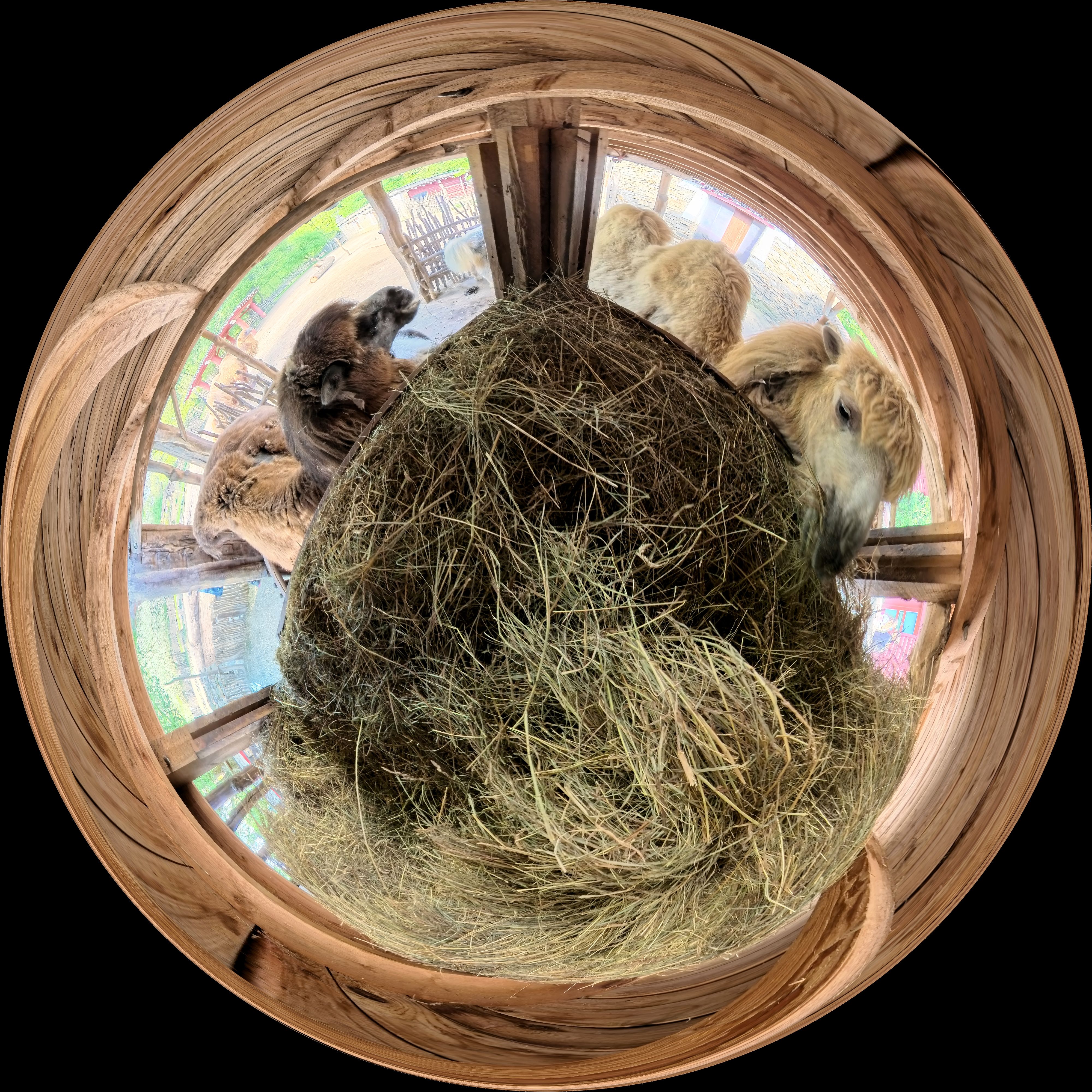 Equirectangular