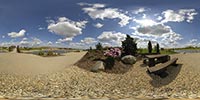 Rhododendron