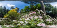 360 Grad Panorama: blühender Rhododendron in der Rhododendronschlucht (Azaleen- und Rhododendronpark)